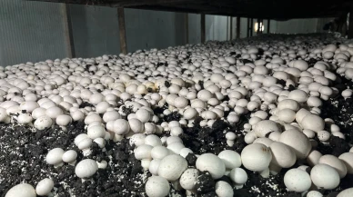 Malatya’da Alternatif Tarım Atağı: Ayda 15 Ton Mantar Üretiliyor