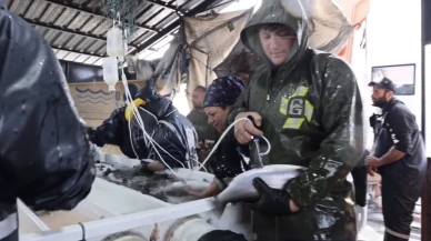 Malatya'nın Alabalık Üretim Kapasitesi Ne Kadar? Osman Akar Rakamları Paylaştı!