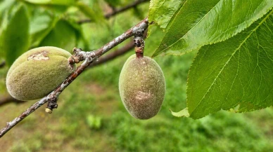Malatya’da Dolu Bilançosu Netleşti: 7 İlçede 20 Bin Dekar Alan Zarar Gördü