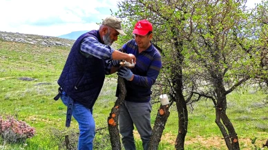 Malatya Ilıca’da Doğaya Gönüllü Dokunuş: Yaban Ağaçları Aşılanarak Meyve Verecek