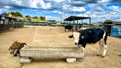 Canllı Hayvan Pazarında Son Gün: Maliyetler üreticiyi zorladı