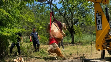 Battalgazi'de Sulama Havuzuna Düşen Gebe İnek Kurtarıldı