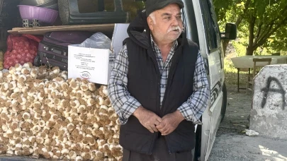 Taşköprü Sarımsağı Yoğun İlgi Görüyor, Üreticiler Memnun Kalıyor