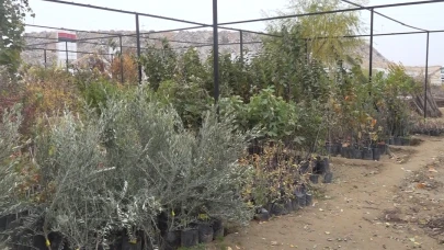 Malatya'da Fidancıların Zararı Büyük: 10 Milyon TL Kayıp