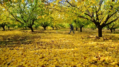 Malatya 'da Kayısı Bahçelerinde Sonbahar Mücadelesi Başladı