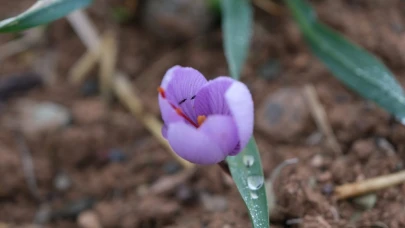 Malatya'da "Kızıl Altın" Bereketi: Dekarda 900 Gram Verim