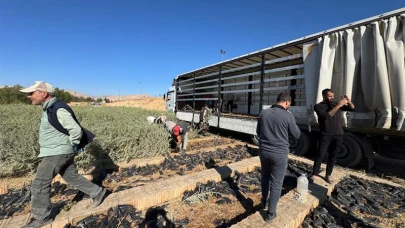 Tuz Çalısı ile Malatya Meraları Yenileniyor: Mardin'den Sevkiyat