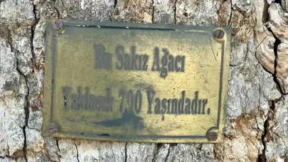 Onar Köyü’nde 700 Yıllık Sakız Ağacı İlgi Görüyor