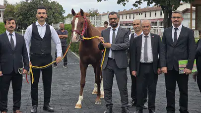 Veliefendi’de Sultansuyu Tayları İçin Milyonlar Yarıştı