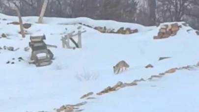 Darende Hacolar’da Yaban Hayatı Alarm Veriyor: Aç Tilki Görüntülendi