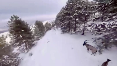 Malatya’nın Beyaz Gelinleri: Dağ Keçileri Drone’la Görüntülendi