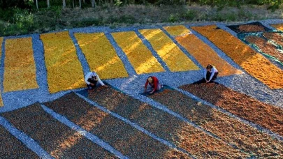 Deprem ve Dona Rağmen Malatya Kayısısı Kazandırdı: 303 Milyon Dolar