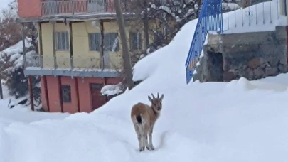 Hekimhan’da Yürek Isıtan Olay: Köye İnen Yavru Dağ Keçisi Kurtarıldı