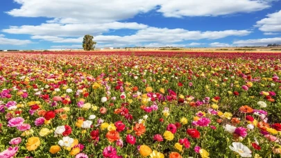 İlk Cemre Havaya Düştü, Baharın İşaretleri Görülmeye Başlandı