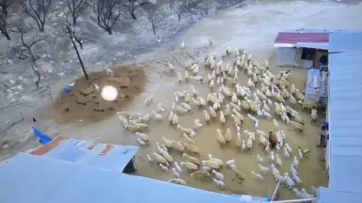 Darende'de Kuzu Doğumları Devam Ediyor: Çiftlikler Bereketini Yaşıyor