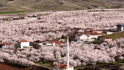 Kayısıda Don Değil Yağış Riski: Çiçek Döneminde Kritik Uyarılar