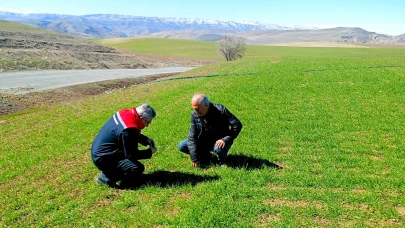 Malatya'da Buğday Tarlalarında Yapılan İnceleme Şaşırtıcı
