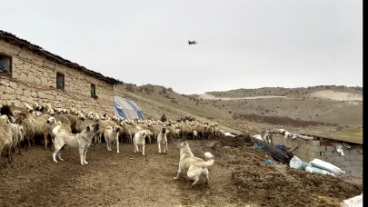 Yazıhan’da Kangallar Drone’a Geçit Vermedi: Sürüye Yaklaştırmadı