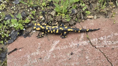 Gündüzbey'de Nadir Görüntü: Nesli Tehdit Altındaki Tür Ortaya Çıktı!