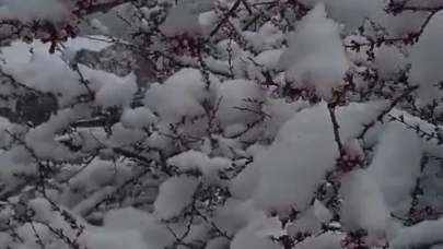 Sürgü'de Çiftçiler Zirai Donla Mücadelede Nöbette.!