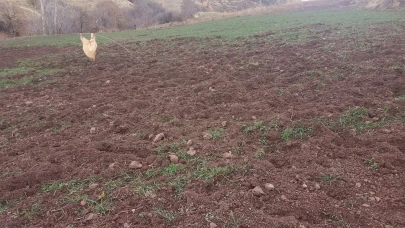 Pütürge Arıtoprak’ta Yaban Domuzu İstilası: Çiftçinin Emeği Tehdit Altında
