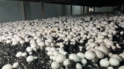 Malatya’da Alternatif Tarım Atağı: Ayda 15 Ton Mantar Üretiliyor