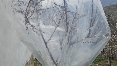 Malatya’da don nöbeti: Kayısı ağaçlarını naylonla sararak koruma altına aldı!