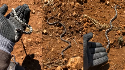 “Gel Pisi Pisi” Diyerek Yanına Çağırdı!
