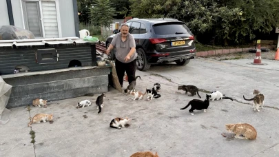 Her Gün Onlarca Sokak Kedisini Kendi Elleriyle Besliyor