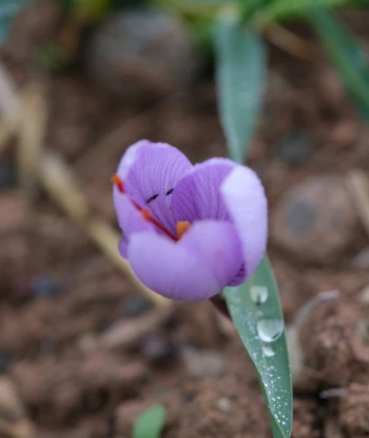 Malatya'da "Kızıl Altın" Bereketi: Dekarda 900 Gram Verim