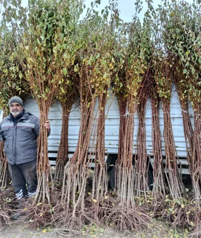 Dona Rağmen Kayısı Üretiminde Kararlılık Devam Ediyor