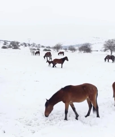 Malatya’da Yılkı Atları İçin Yemleme Seferberliği