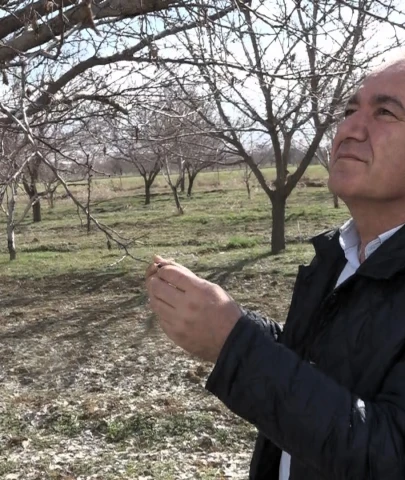 Fevzi Çiçek'ten kayısı üreticisine hayati uyarı: "Asıl risk ilkbahar yağışları!"