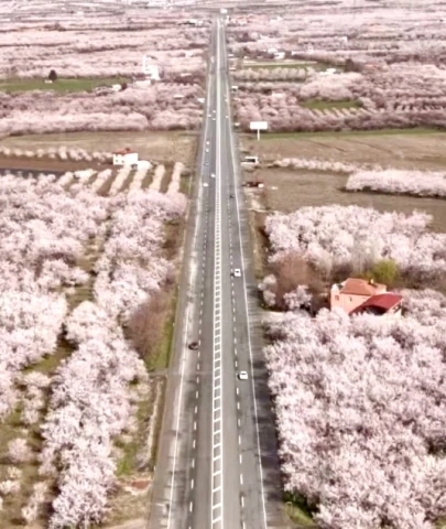 Malatya’da kayısı ağaçları çiçek açtı: Vali Seddar Yavuz’dan üreticilere bereket mesajı!