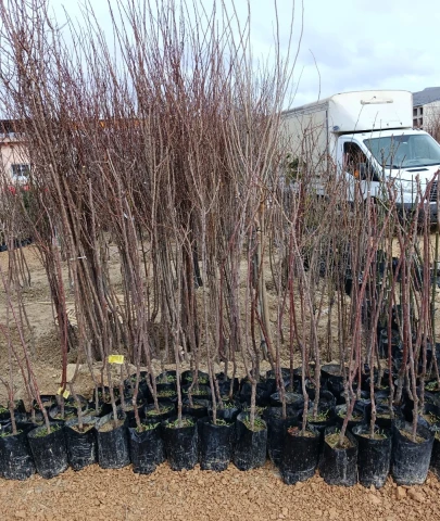 Darende’de kayısı fidanına yoğun ilgi: Dikim mesaisi sürüyor!