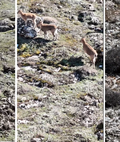 Malatya Beydağı'nda büyüleyen görüntüler: Vali Yavuz o anları paylaştı!