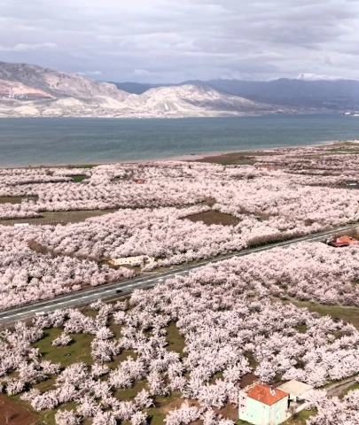 Malatya’da görsel şölen: Kayısı bahçeleri çiçek açtı, şehir beyaza büründü!