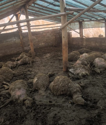 Arguvan'da Gece Yarısı Dehşeti: Ağıla Giren Kurt 40 Hayvanı Telef Etti!