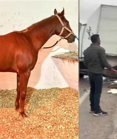 Malatya Girişinde Feci Kaza: Şampiyon Yarış Atı 'Heyfa' Hayatını Kaybetti!