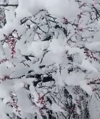 Malatya’da kar kalınlığı 20 santimetreyi buldu, zirai don kapıda!