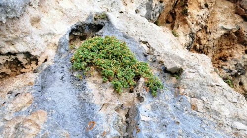 Malatya'nın Keşfedilmeyi Bekleyen Şifalı Bitkisi: Doğal Hazine!