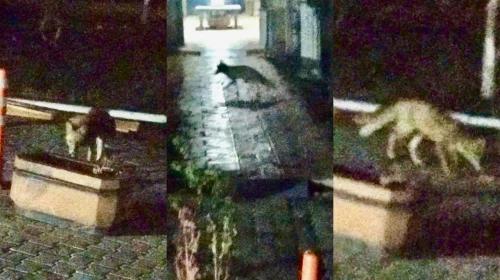 Malatya’da Yiyecek Aramakta Zorlanan Tilki Şehre İndi