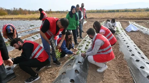 Malatya’da Çilek Projesinde 12 Üreticiye Bahçe Hibe Edilecek