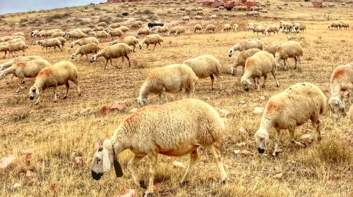 Halk Elinde Islah Projelerine 2,7 Milyar TL Destek