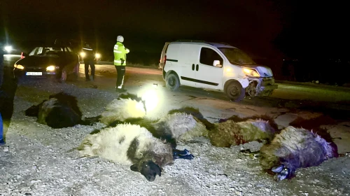 Malatya'da Karanlık Yol Faciası: Araç Sürüye Daldı, 12 Koyun Telef Oldu