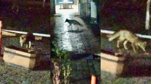 Malatya’da Yiyecek Aramakta Zorlanan Tilki Şehre İndi