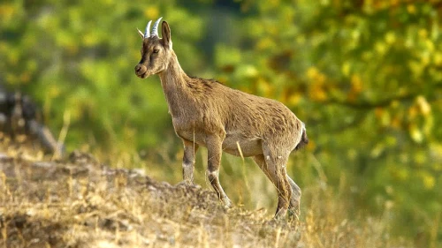 Hekimhan Dağlarında Güzelliğiyle Büyüleyen Yaban Keçisi