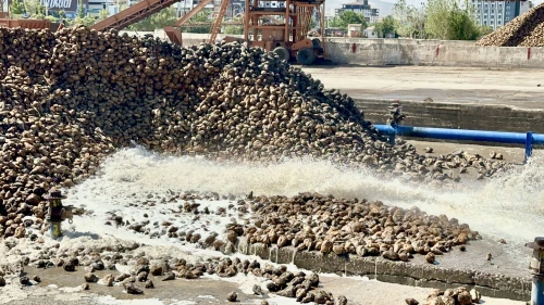 Zirai dondan etkilenen Malatya çiftçisi pancar üretimi ile nefes aldı