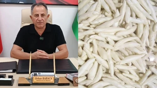 Darende Kenger Sakızı İçin Coğrafi İşaret Başvurusu