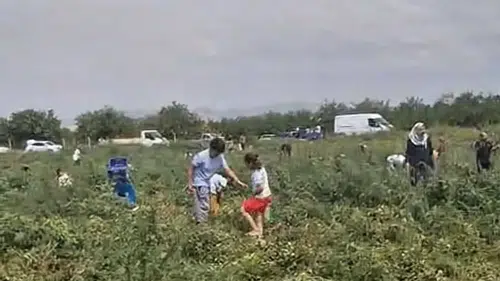 Malatya'da Çiftçinin İsyanı: 150 Ton Domatesi Bedava Dağıtıyor!